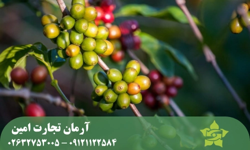 تفاوت دانه قهوه سبز عربیکا و روبوستا در ساختار گیاه