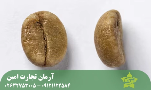 تفاوت دانه قهوه سبز عربیکا و روبوستا در شکل ظاهری دانه