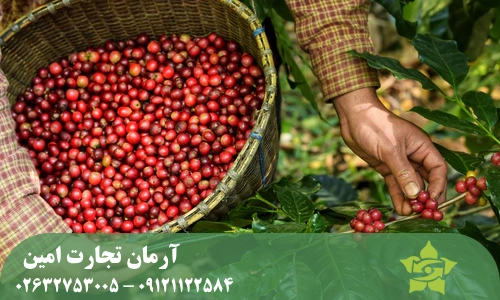 تفاوت دانه قهوه سبز عربیکا و روبوستا در فرآوری و برداشت