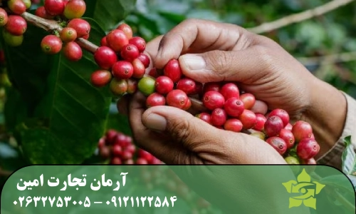 درخت دانه قهوه چه ویژگی‌هایی دارد؟