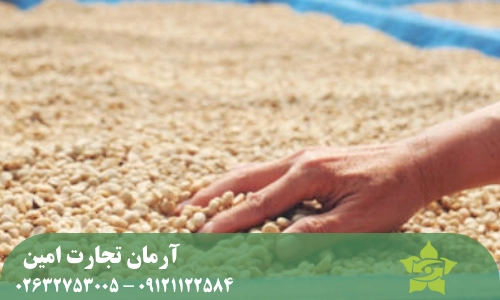 اهمیت فرآوری قهوه سبز در کیفیت و بازارپذیری قهوه