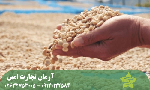 فرآوری خشک قهوه سبز (Natural Processing)